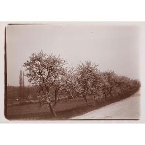 Original Photograph By Emile Zola - An Avenue Of Flowering Trees