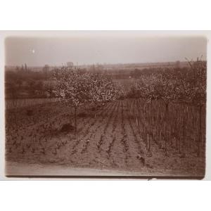 Original Photograph By Emile Zola - A Cultivated Field 