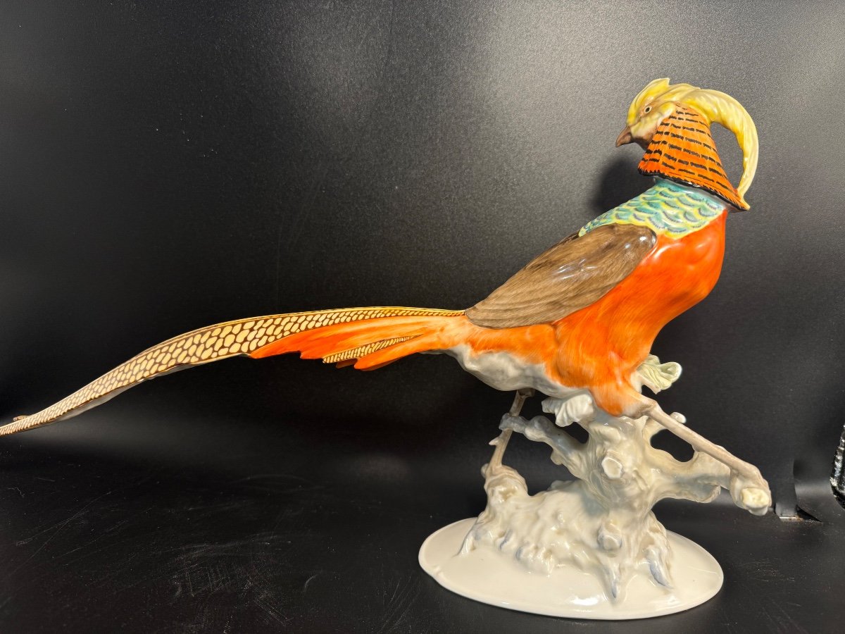 "golden Pheasant" By Karl Tutter-photo-3