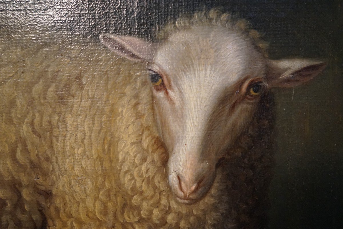 Exceptional Oil On Canvas From The End Of The 17th Representative A Sitting Sheep-photo-3