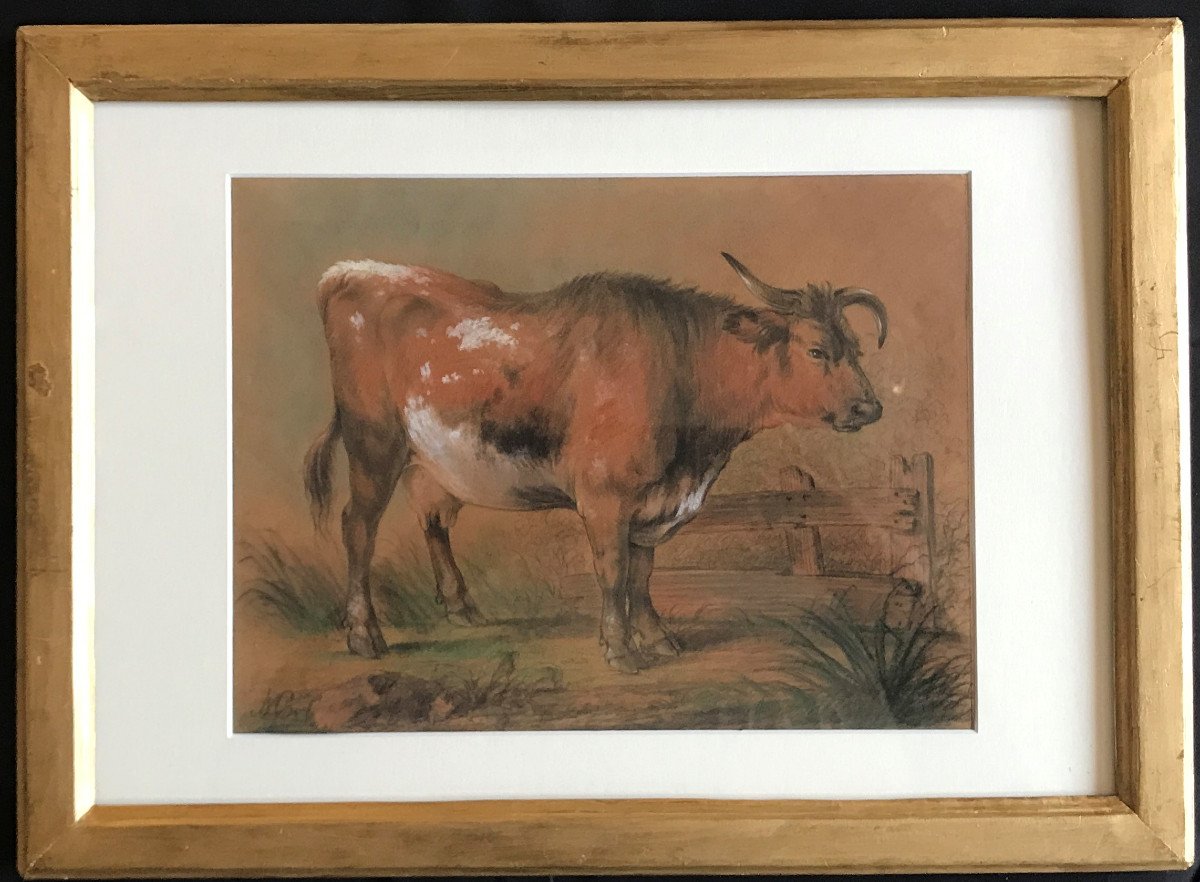 Proantic: Study Of A Cow, Pastel, Drawing