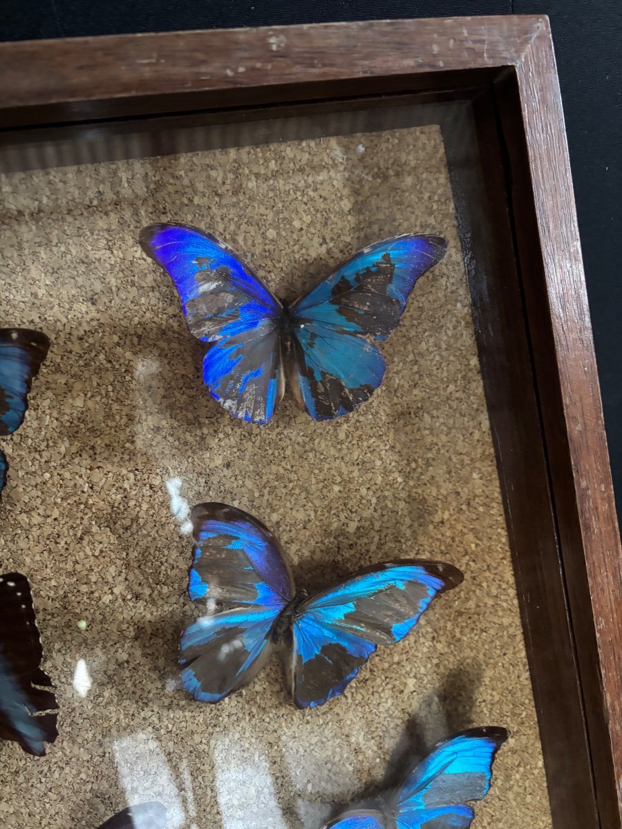 Box With Butterflies South America -photo-2