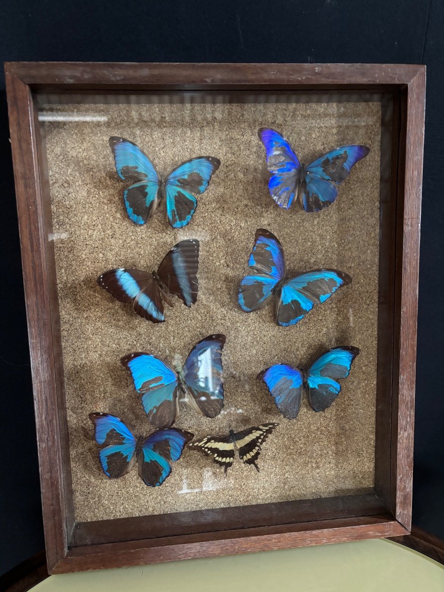 Box With Butterflies South America 