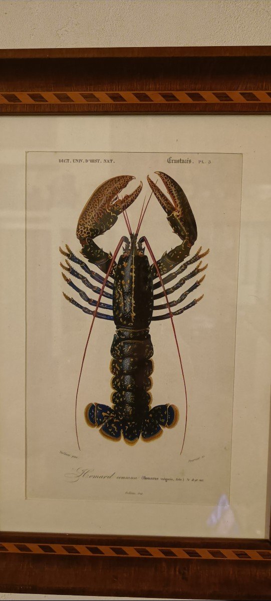 Original Framed Engraving From 1844 Of The Lobster, Charles d'Orbigny-photo-2