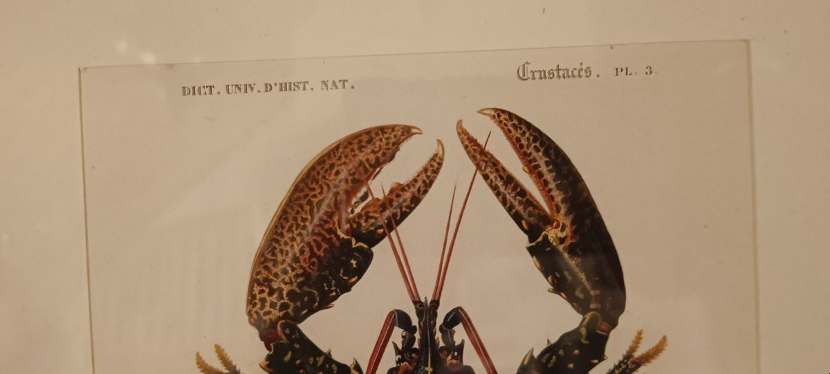 Original Framed Engraving From 1844 Of The Lobster, Charles d'Orbigny-photo-1