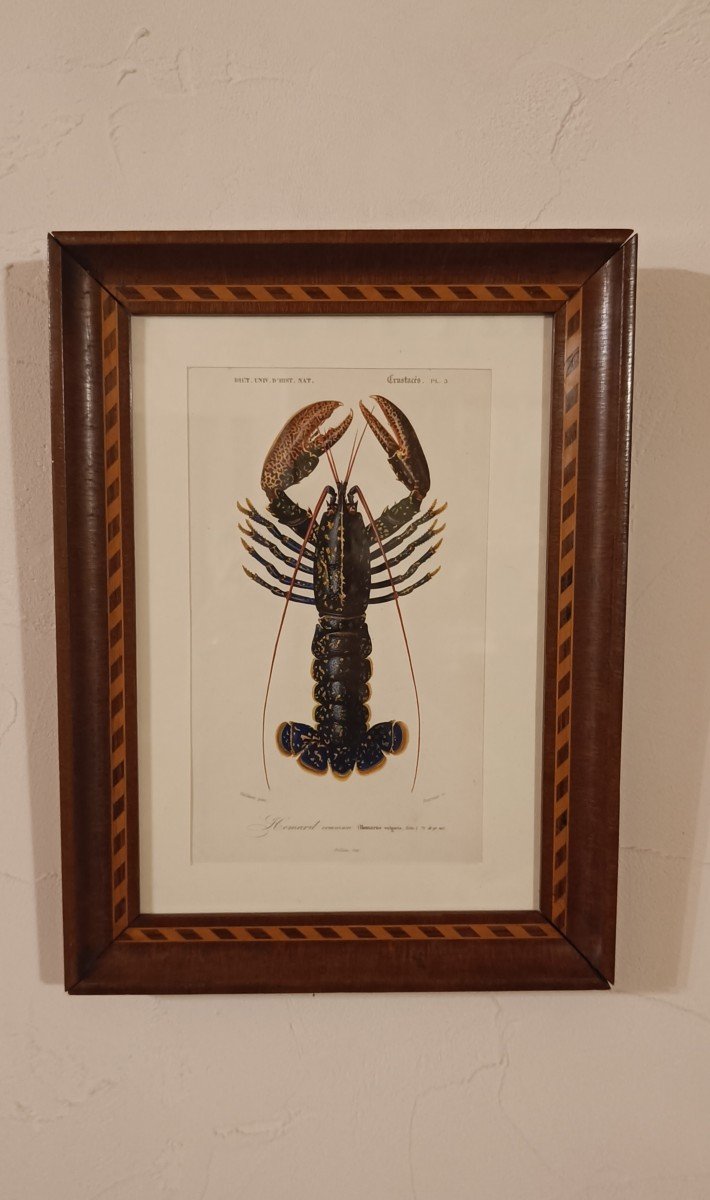 Original Framed Engraving From 1844 Of The Lobster, Charles d'Orbigny