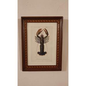 Original Framed Engraving From 1844 Of The Lobster, Charles d'Orbigny