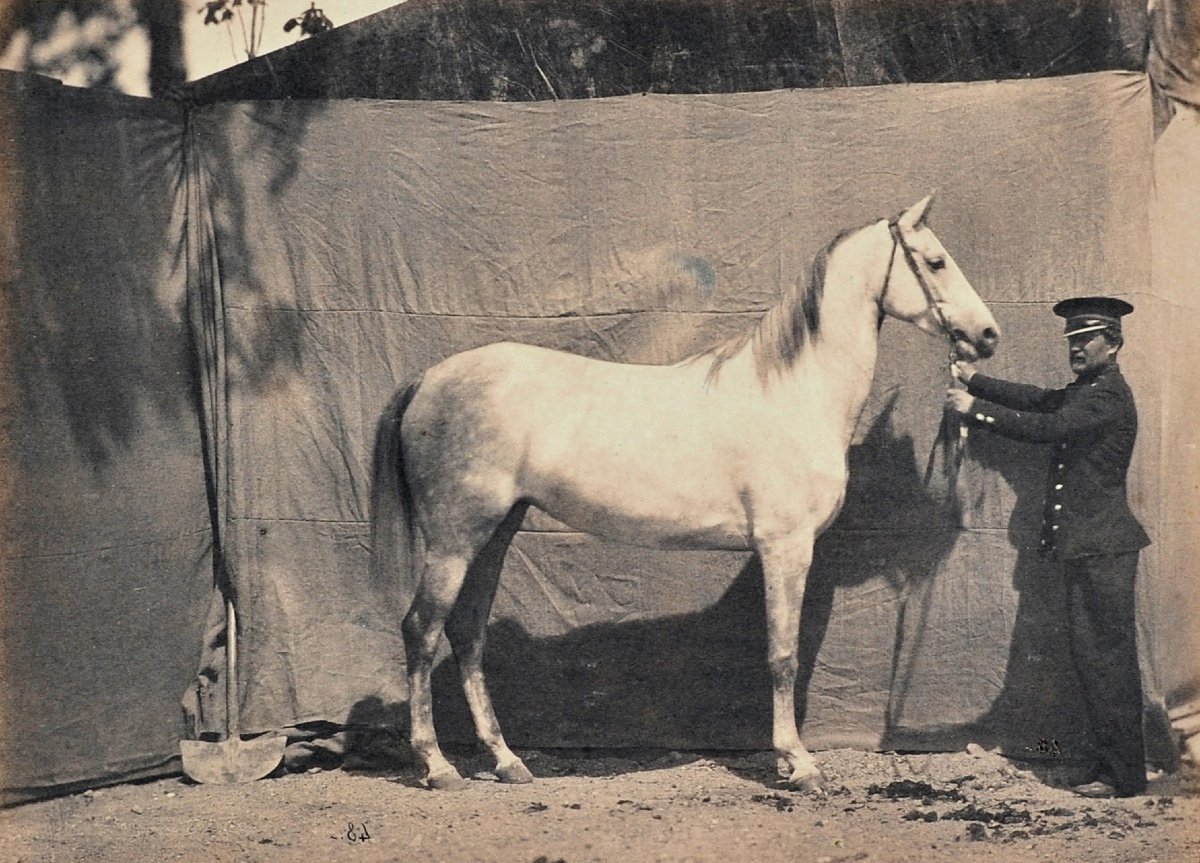 Adrien Tournachon (1825-1903),  Combinaison, 2e Prix Des Juments-photo-2