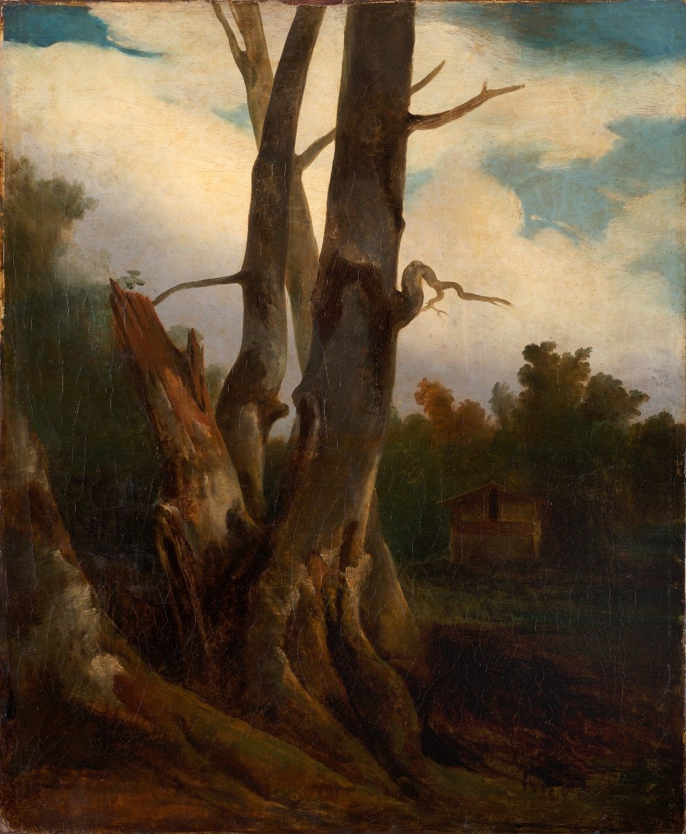 Jules Coignet (1798-1860) (attribué à), étude d'Arbre