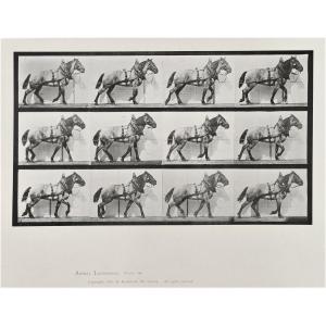 Eadward Muybridge (1830-1904), Walking Draft Horse