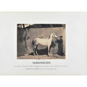 Adrien Tournachon (1825-1903), Combination, 2nd Prize For Mares