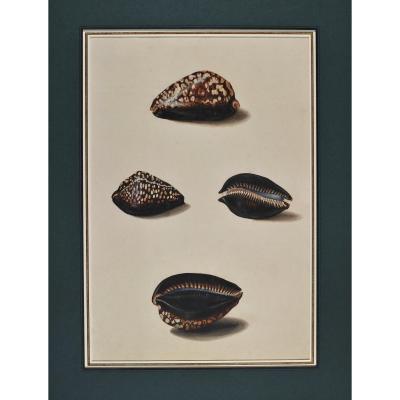 French School Of The Eighteenth Century, Study Of Shells After Life