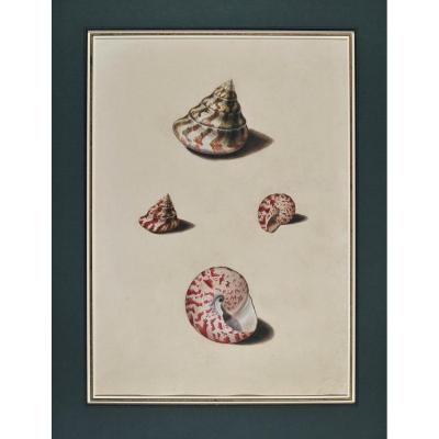 French School àf 18th Century, Study Of Shells 