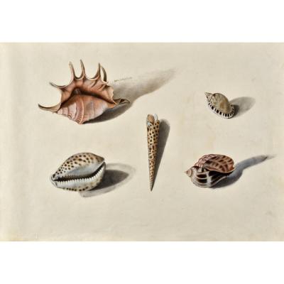 French School Of The XIXth Century Study Of Shells After Life