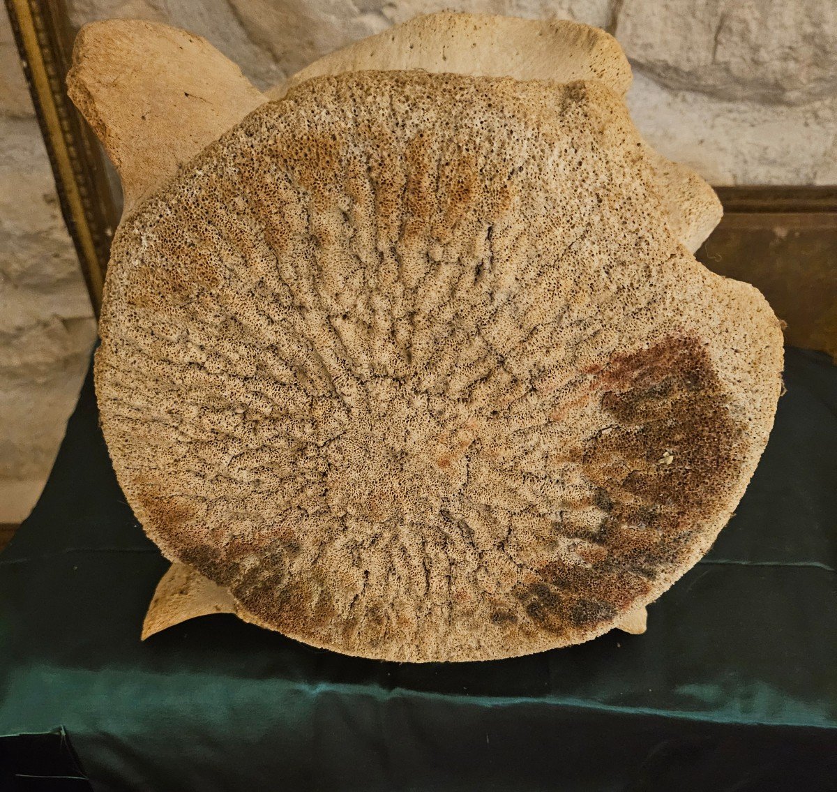 Important Cetacean Vertebra.-photo-2