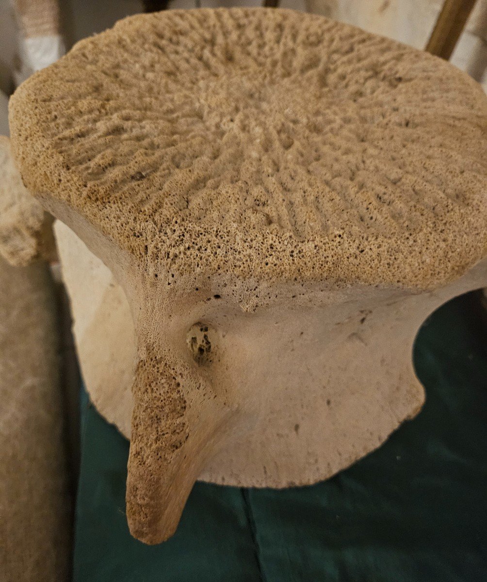 Important Cetacean Vertebra.-photo-1