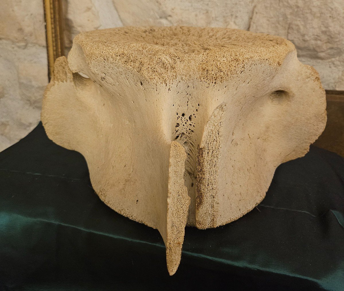 Important Cetacean Vertebra.-photo-2