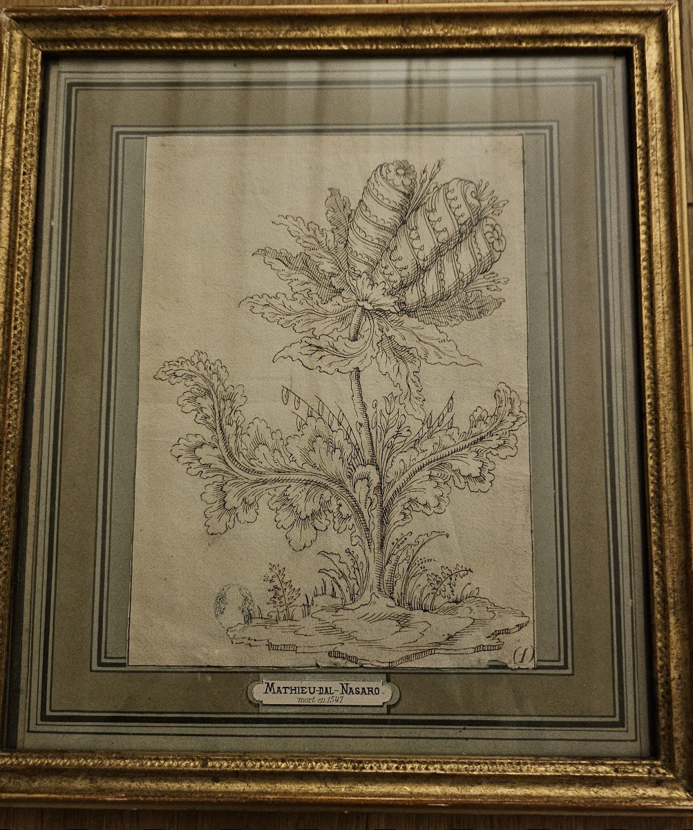 Interesting Drawing, 17th Century, Imaginary Plant, Black Ink, Attributed To Matteo Del Nasaro.