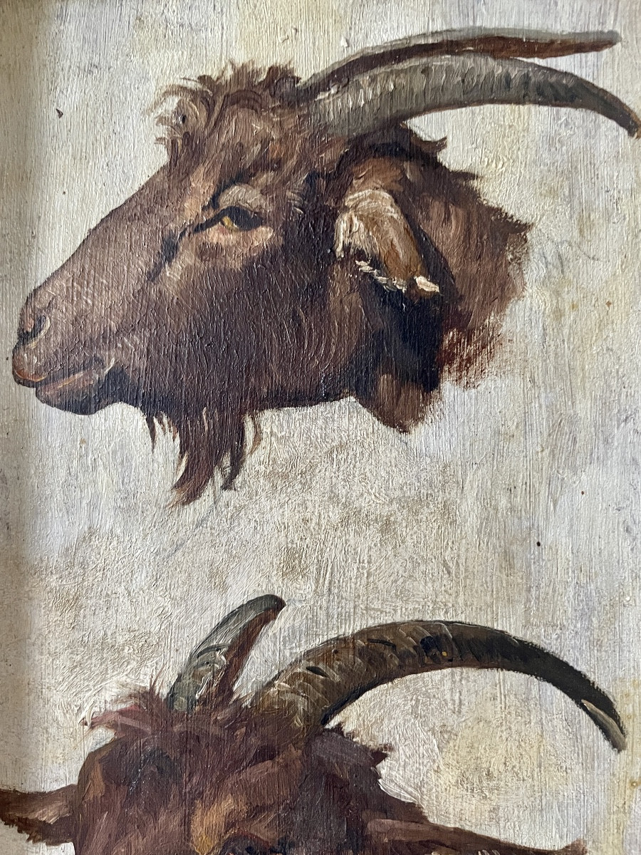 Studies Of Goats By Théodore Jourdan (1833-1906)-photo-3