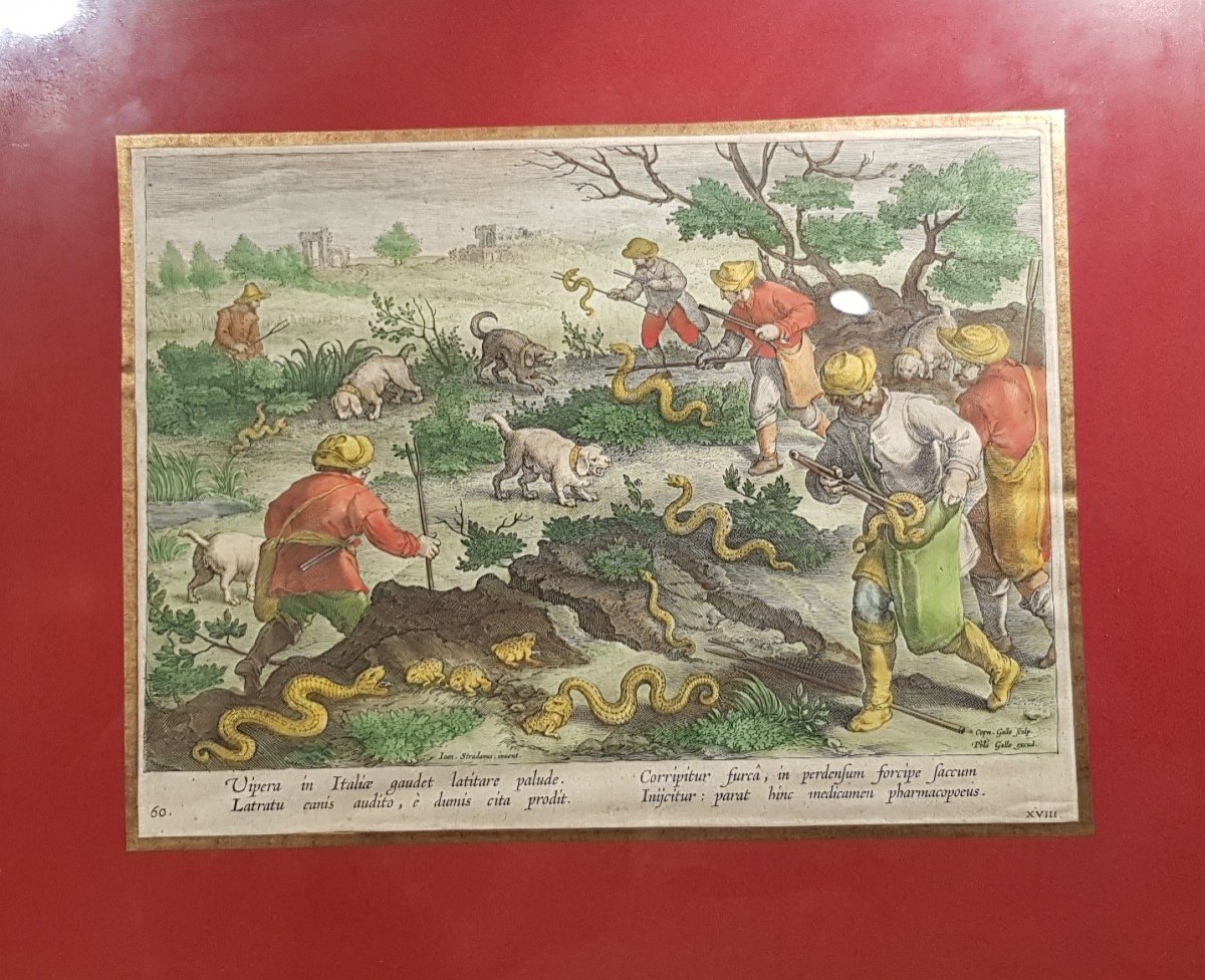 Gravure De Chasse: La Chasse Aux Viperes