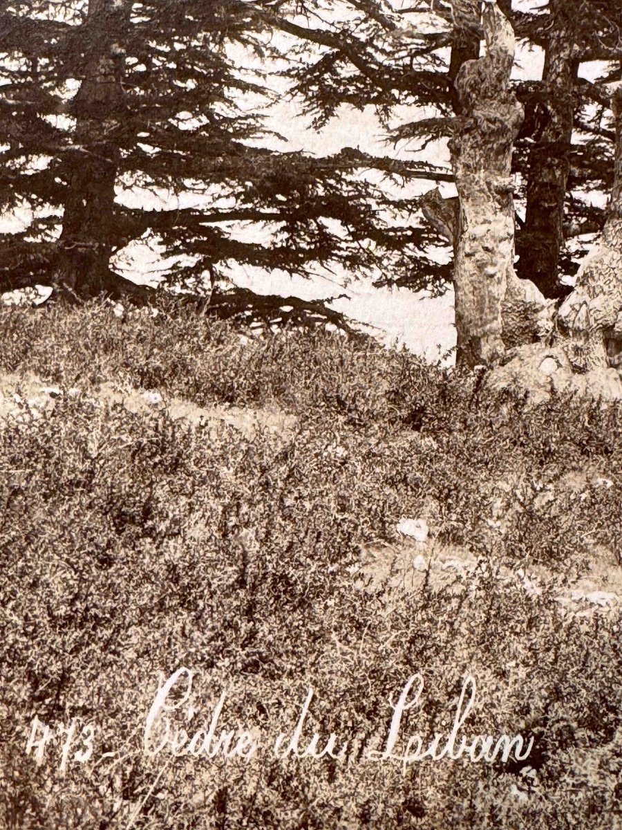 Felix Bonfils (1831-1885) Cedar Of Lebanon C.1870-photo-3