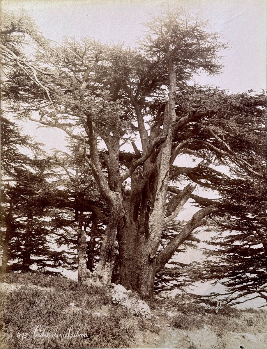 Felix Bonfils (1831-1885) Cedar Of Lebanon C.1870