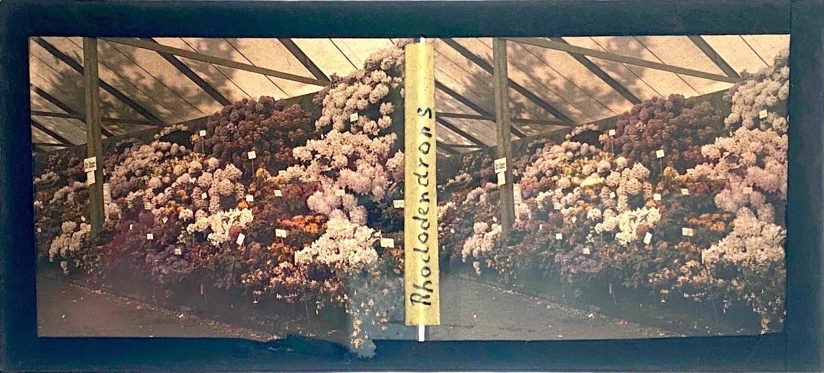 Autochrome - Vue Stéréoscopique Sur Plaque De Verre, Rododendrons Circa 1910-photo-2