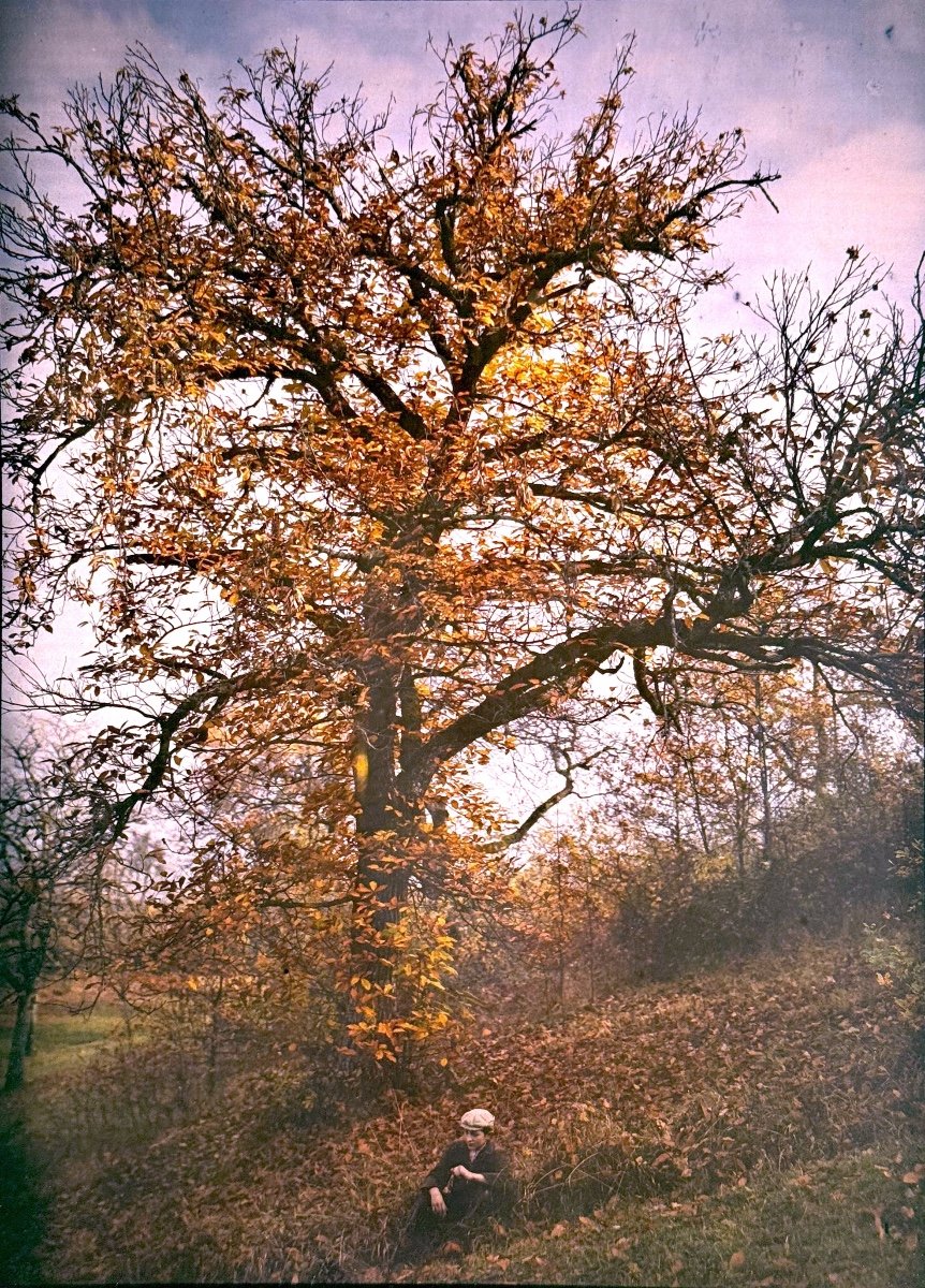 Autochrome "Jeune homme devant un arbre en automne" C. 1905