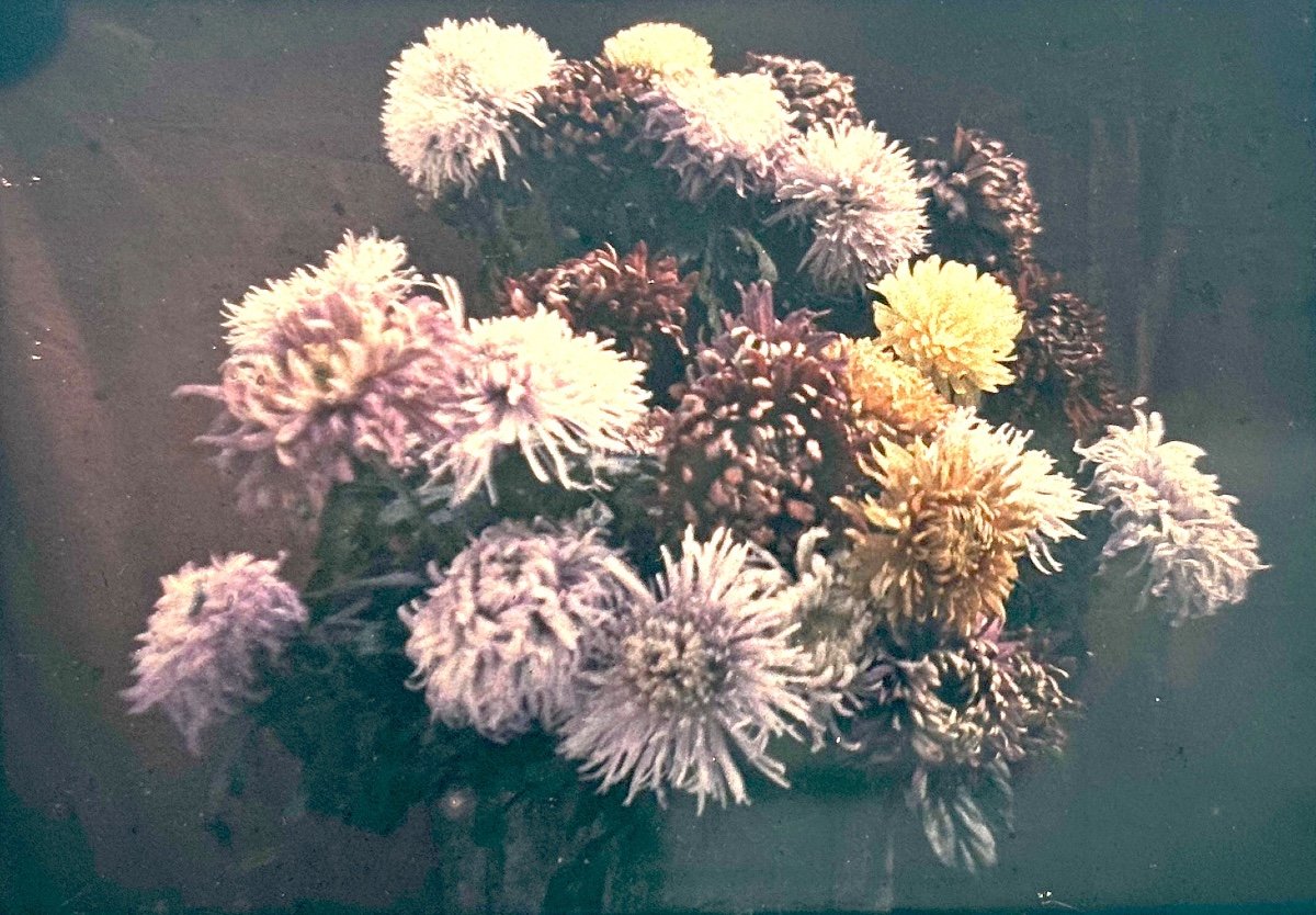 Autochrome -  Composition Florale  - Circa 1910