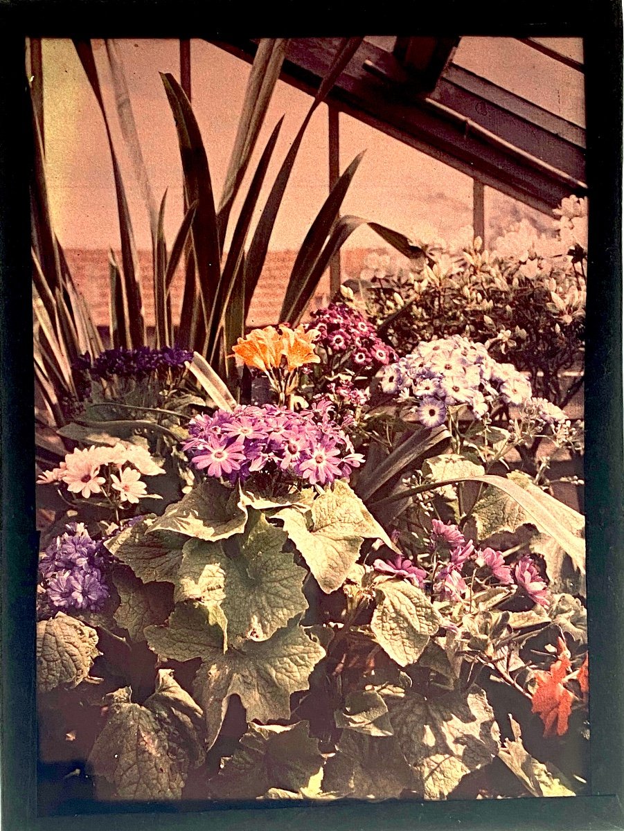 Autochrome "flowers In The Greenhouse" Circa 1910-photo-2