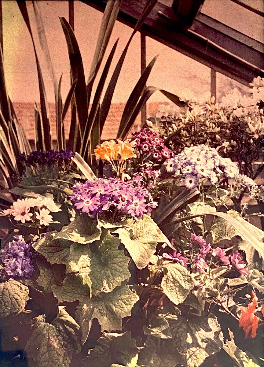 Autochrome "flowers In The Greenhouse" Circa 1910