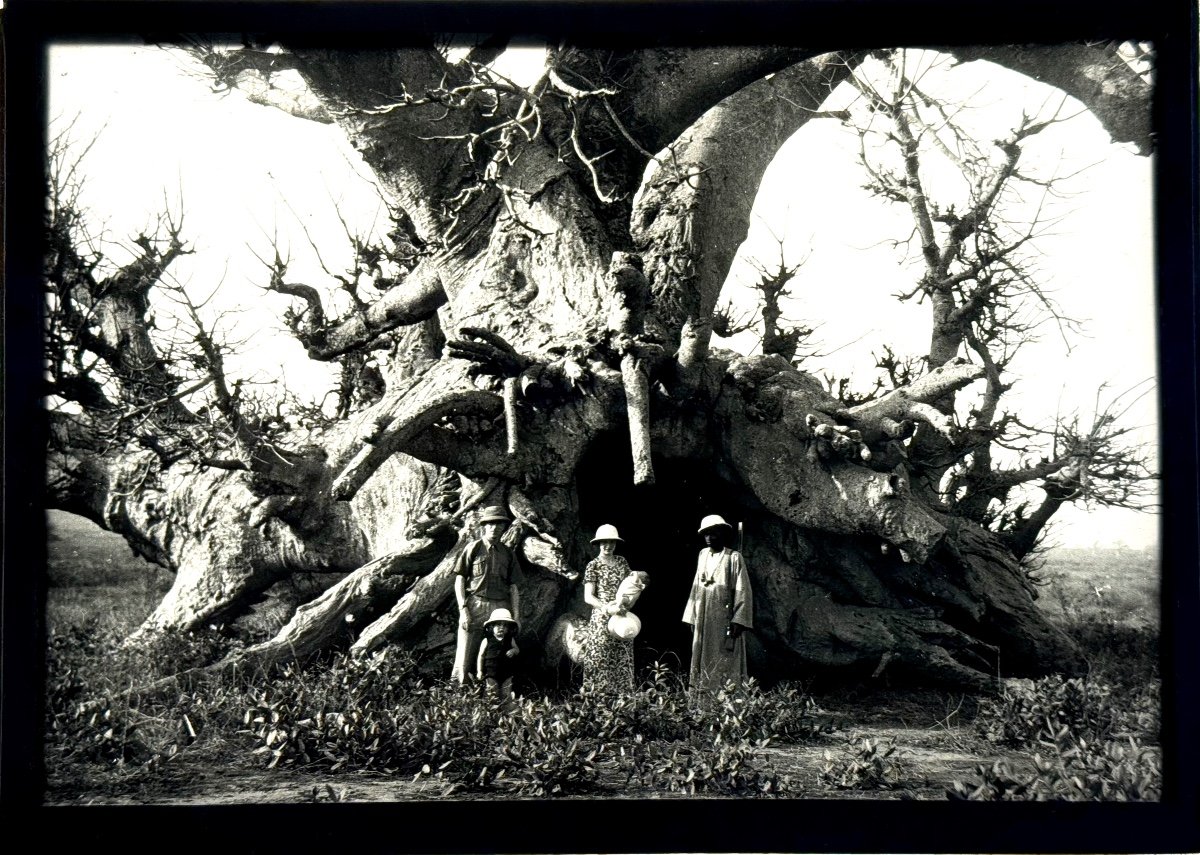 Glass Plate - 13 X 18 Cm "the Baobab" C 1910