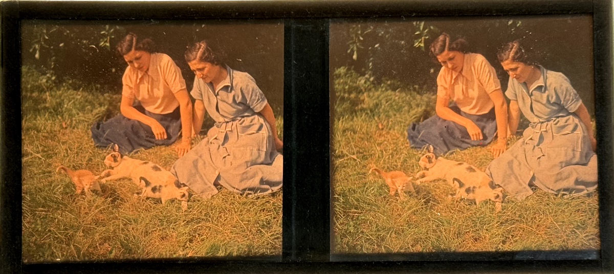 Autochrome Glass Plate Stereoscopic View "the Kittens" C.1930-photo-2