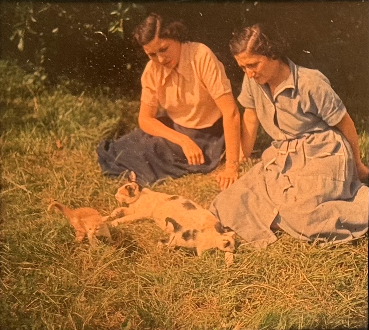 Autochrome Glass Plate Stereoscopic View "the Kittens" C.1930