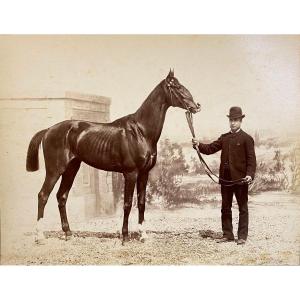 Race Horse Albumen Print C.1880