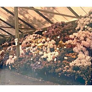 Autochrome - Vue Stéréoscopique Sur Plaque De Verre, Rododendrons Circa 1910