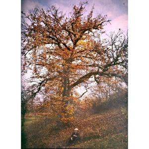 Autochrome "Jeune homme devant un arbre en automne" C. 1905