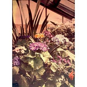 Autochrome "flowers In The Greenhouse" Circa 1910