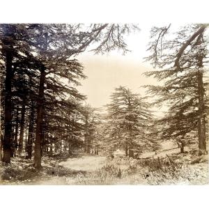 Felix Bonfils (1831-1885) Clearing In The Cedar Forest Of Mount Lebanon C.1870