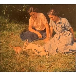 Autochrome Plaque De Verre Vue Stéréoscopique"les Chatons" C.1930