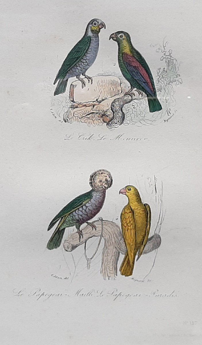 Gravure Animalière XIXème Siècle représentant des oiseaux exotiques-photo-2