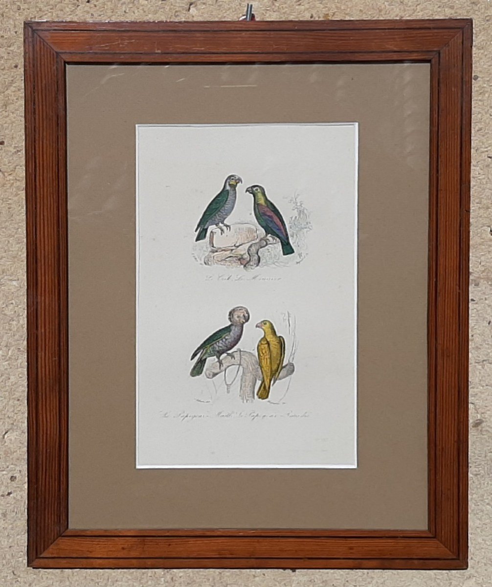 Gravure Animalière XIXème Siècle représentant des oiseaux exotiques