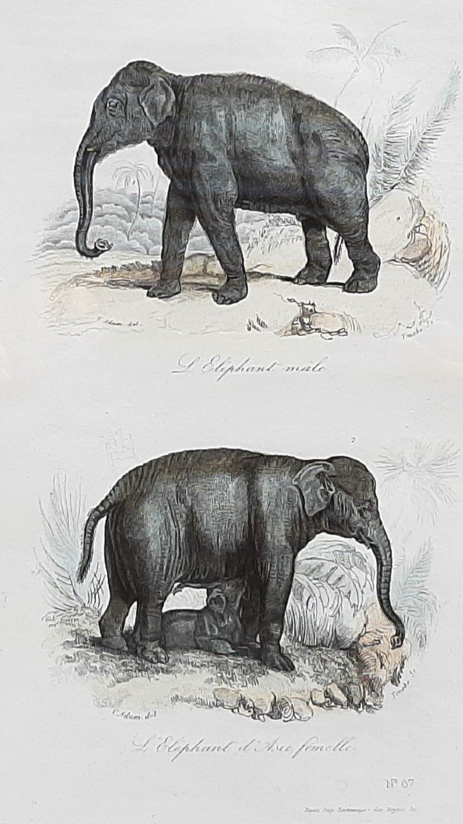 19th Century Animal Engraving Depicting Elephants-photo-2