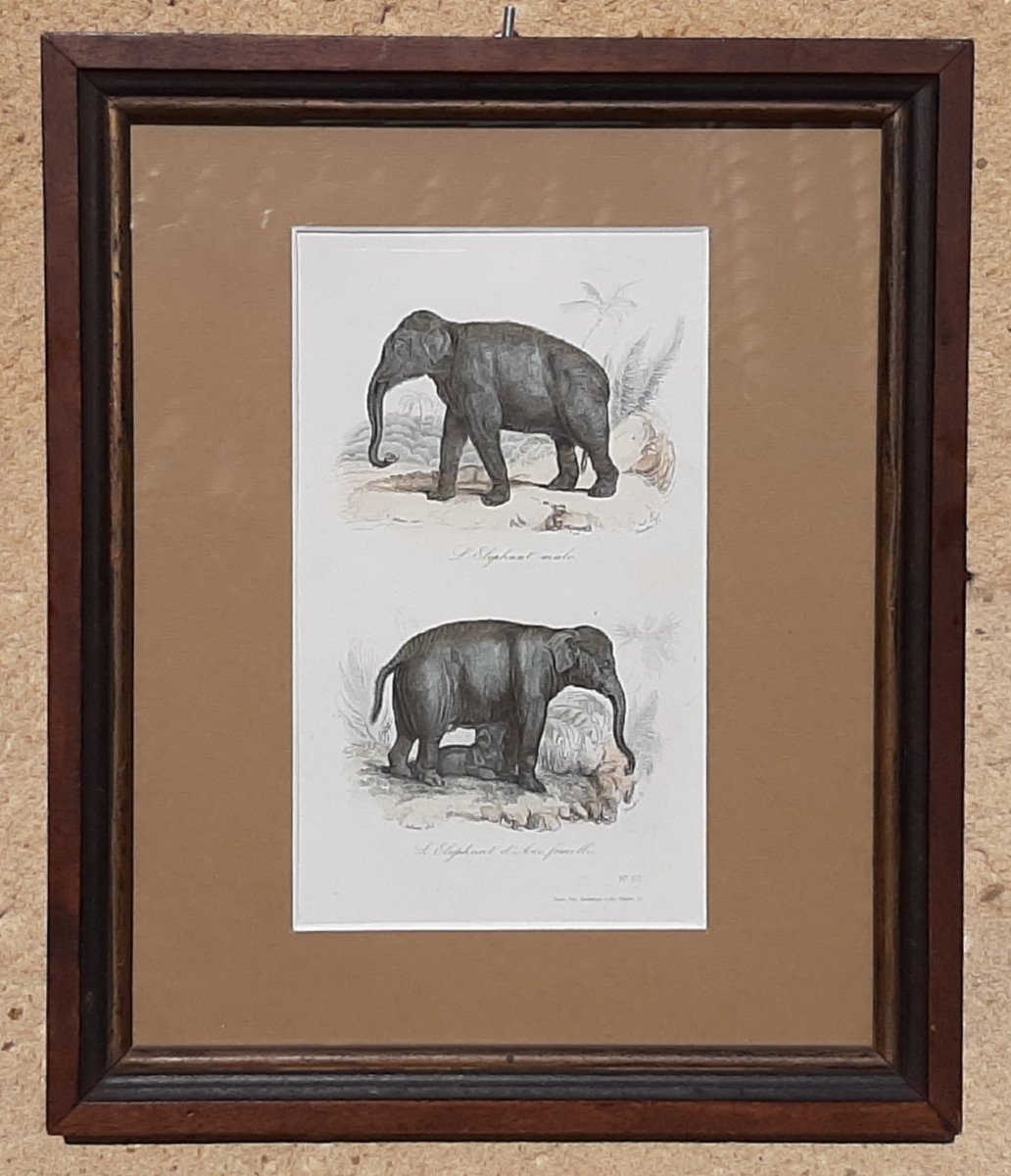 19th Century Animal Engraving Depicting Elephants