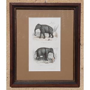 19th Century Animal Engraving Depicting Elephants