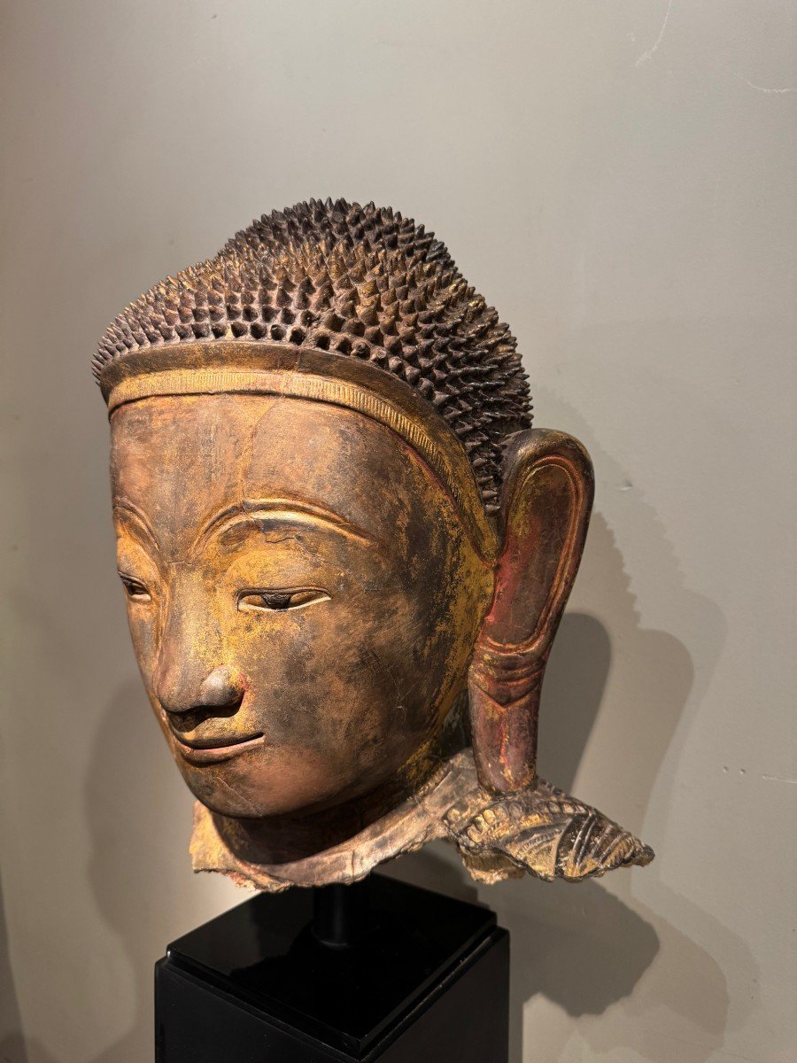 Grande tête de Bouddha en terre cuite dorée , Birmanie, états Shan, Fin 18e S.