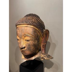 Grande tête de Bouddha en terre cuite dorée , Birmanie, états Shan, Fin 18e S.