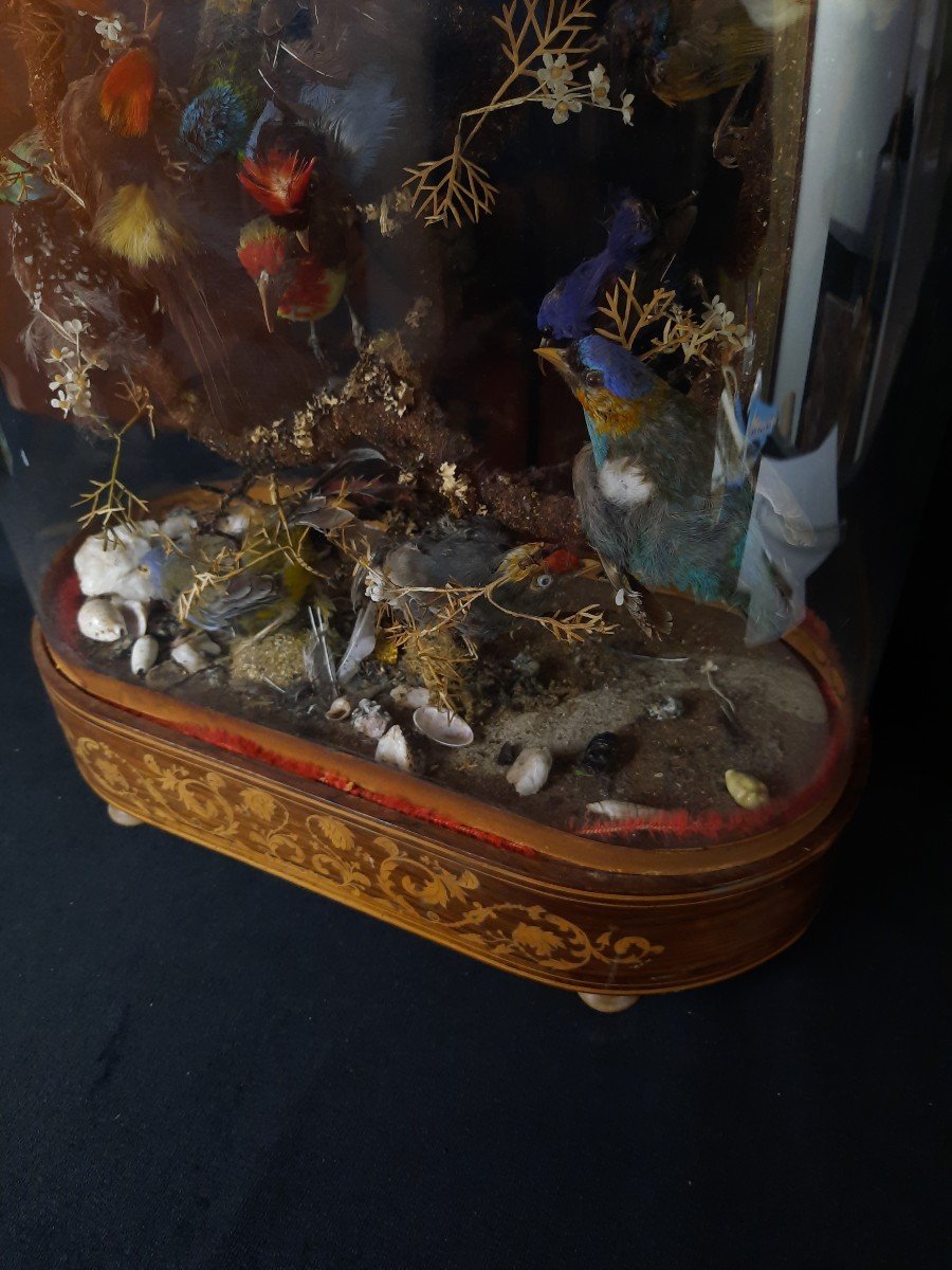 Birds Diorama - Napoleon III-photo-3