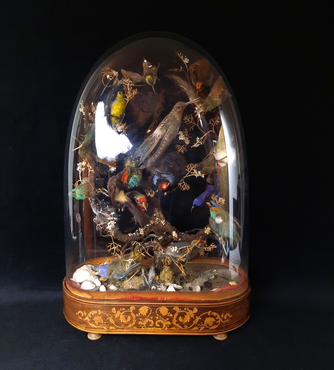 Birds Diorama - Napoleon III