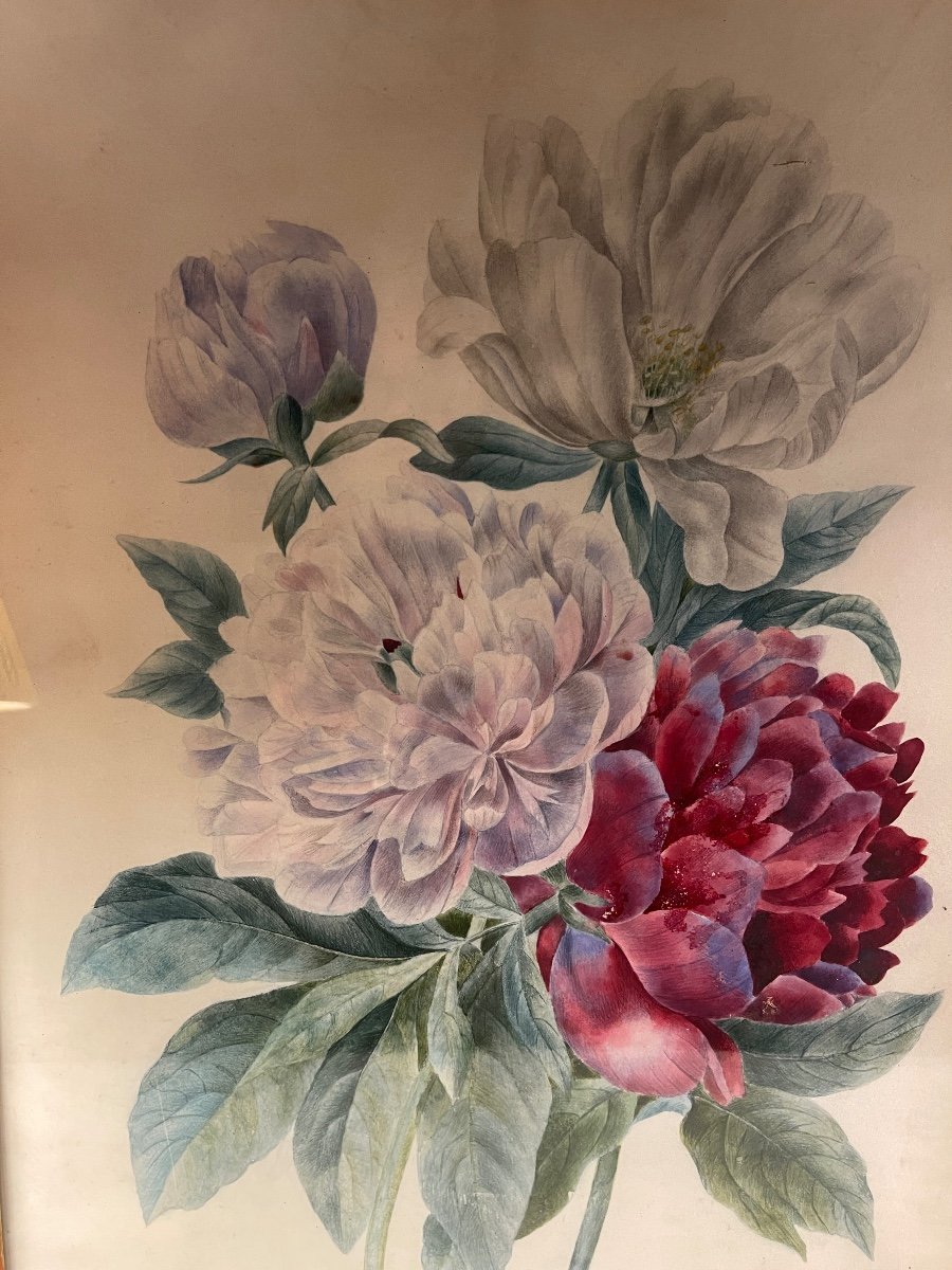 Peonies On Vellum Paper, 19th Century Watercolor-photo-2